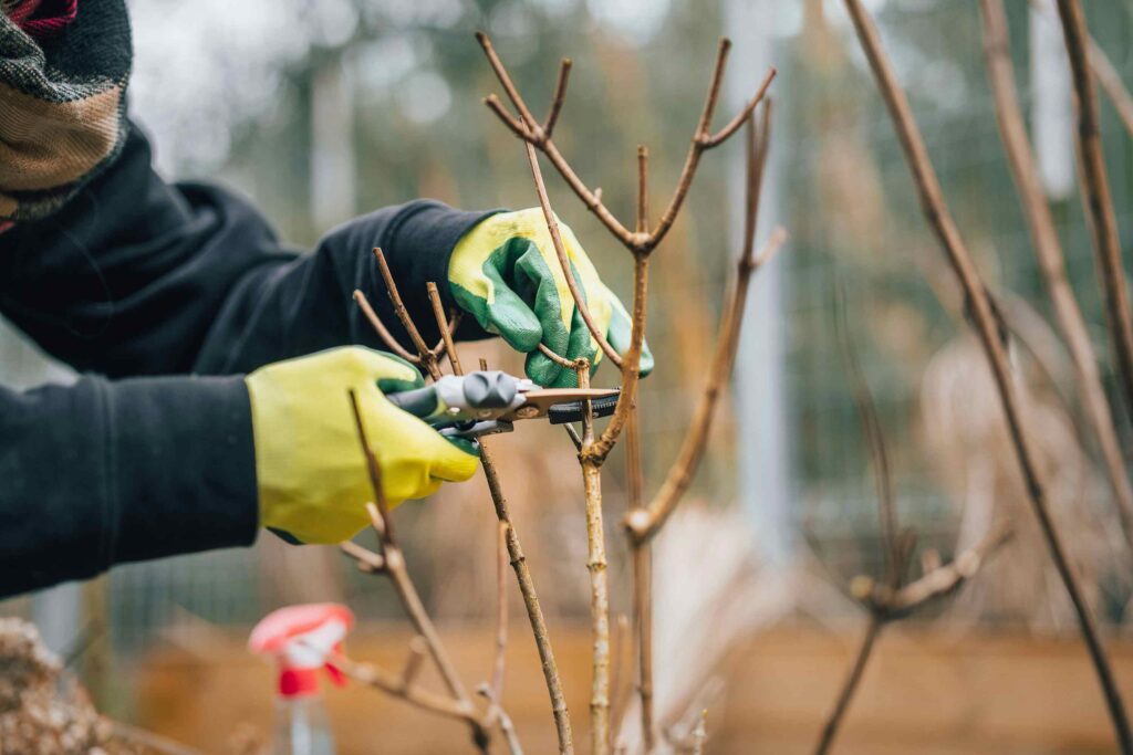 Garden Cleaning