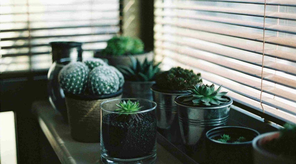 house plants that clean the air